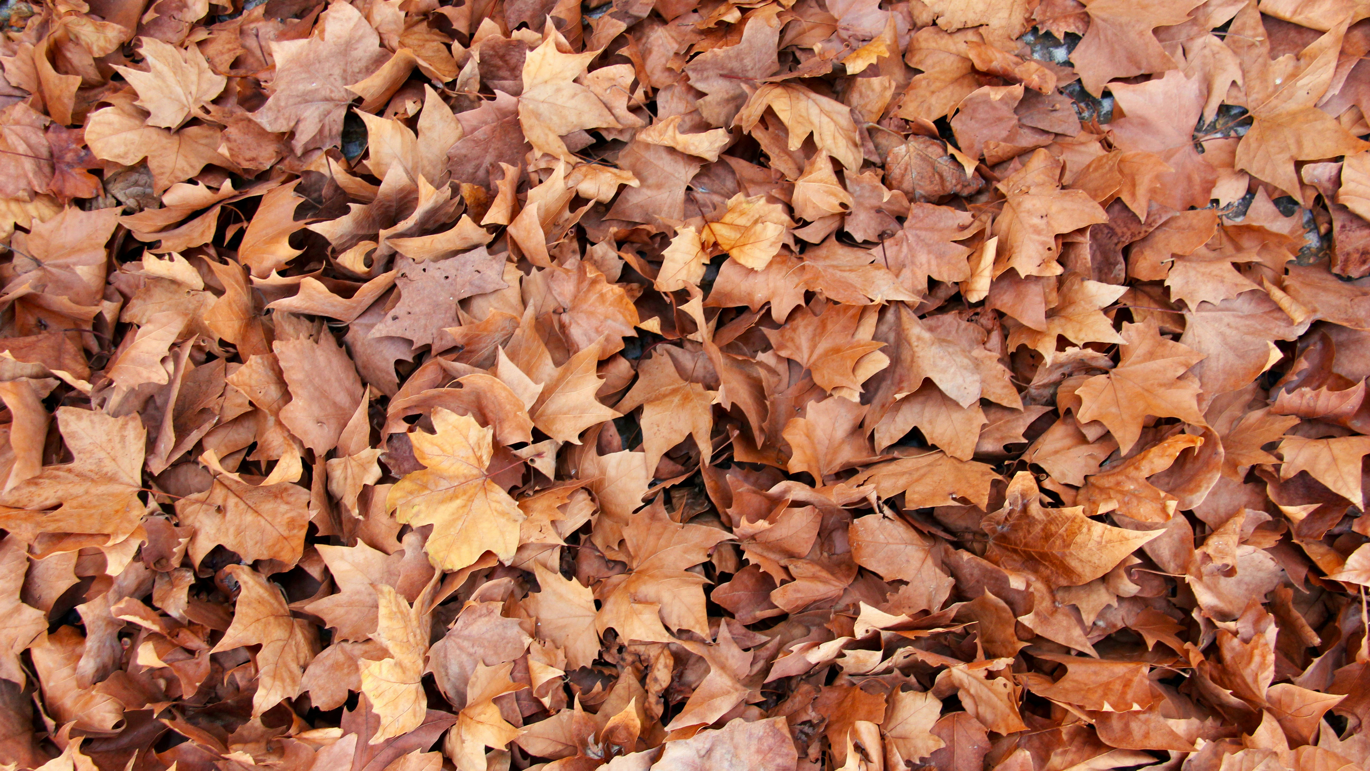 Did you know there's a golf rule for leaves?