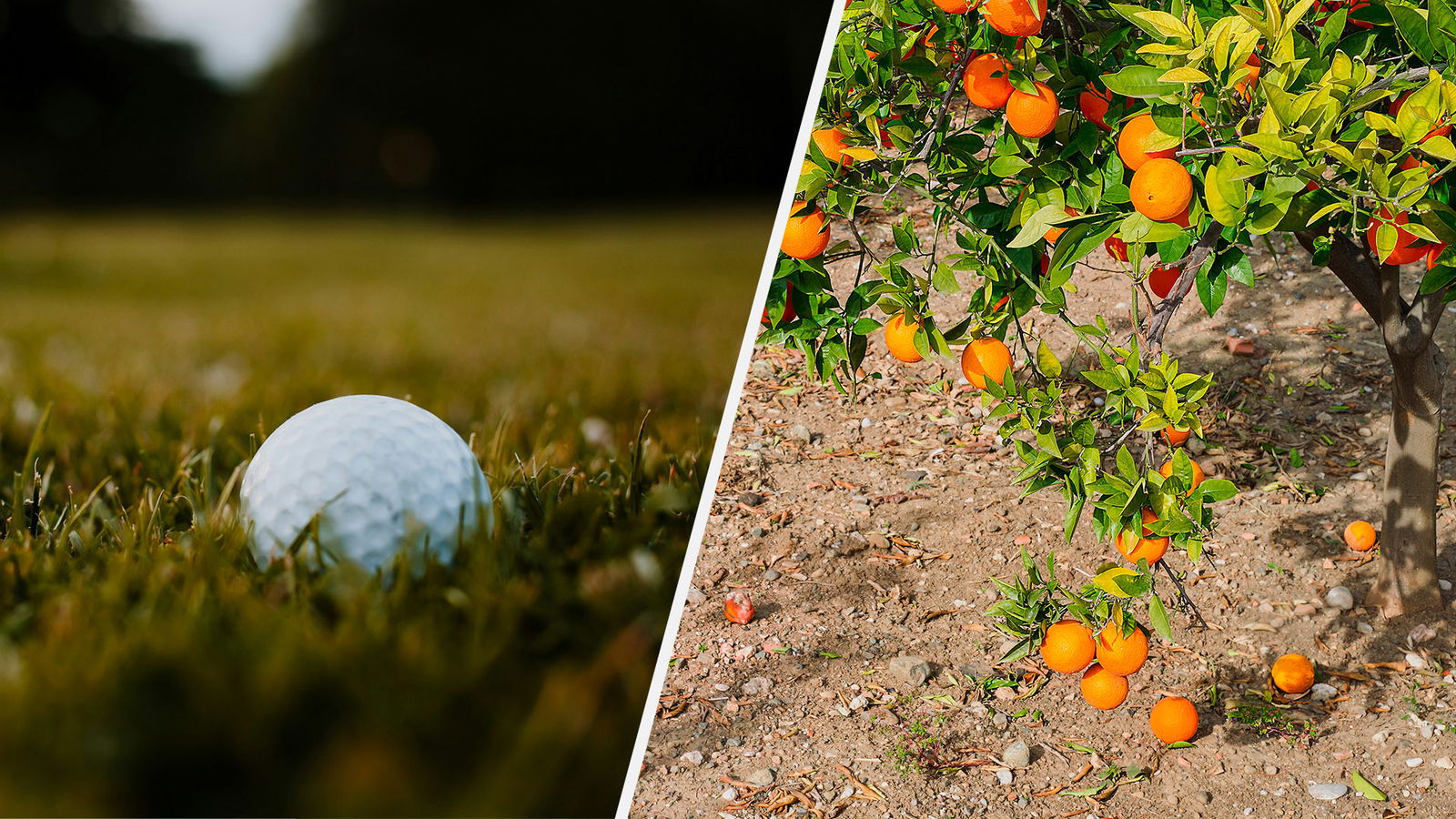 Images courtesy Unsplash/Freepik