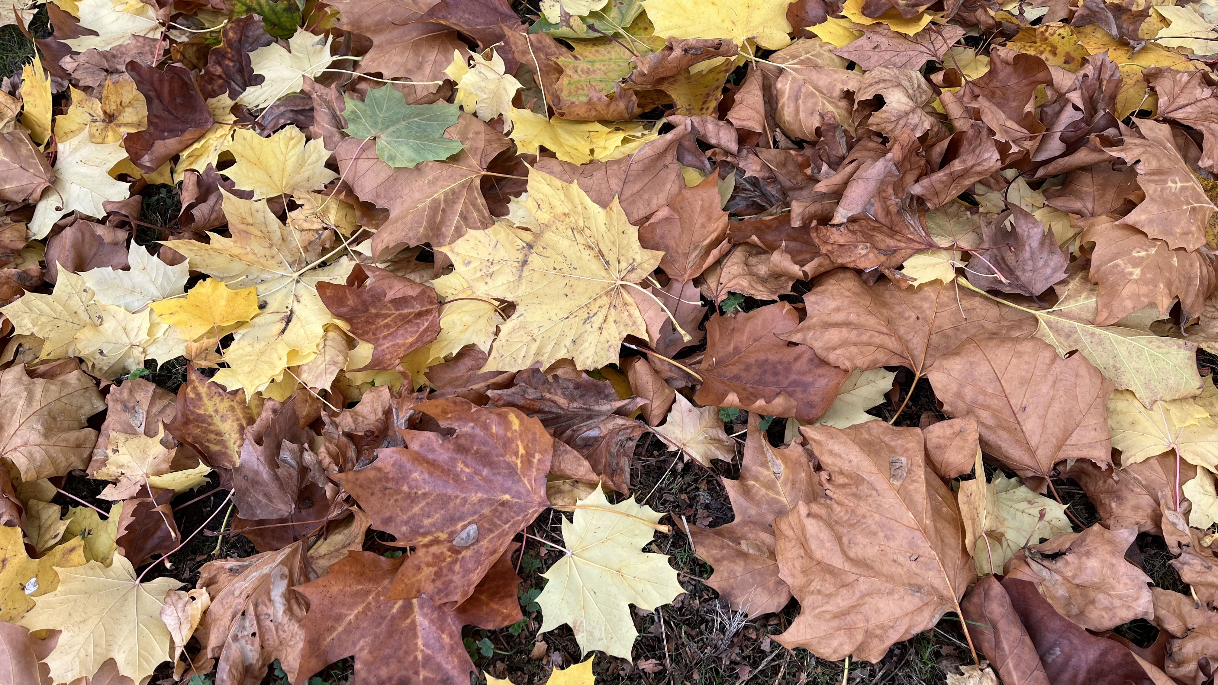 Did you know there's a golf rule for leaves?