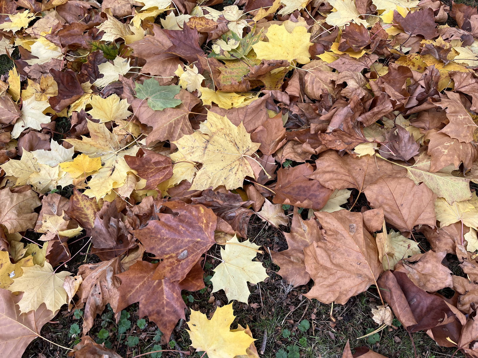 Did you know there's a golf rule for leaves?