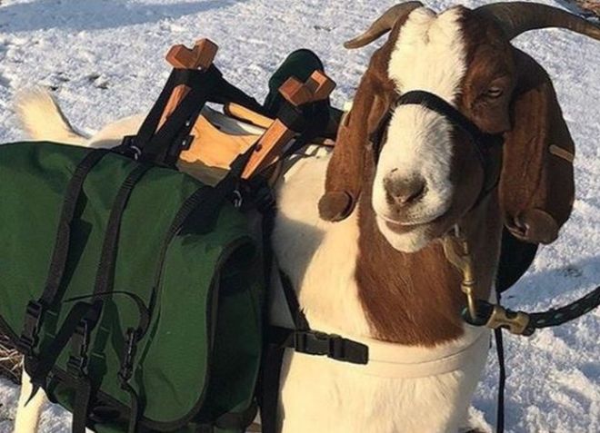 Oregon golf course enlists goat caddies