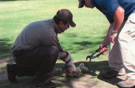 Golf course workers rescue coyote pup