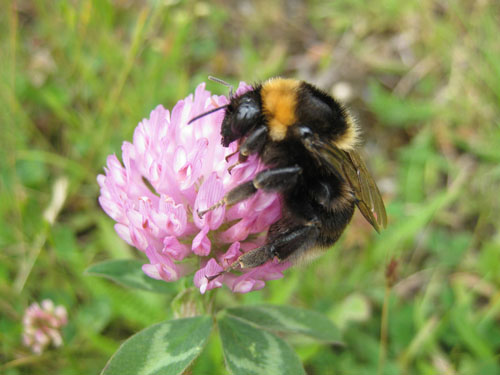 Courses should encourage the habitat for insects like bees