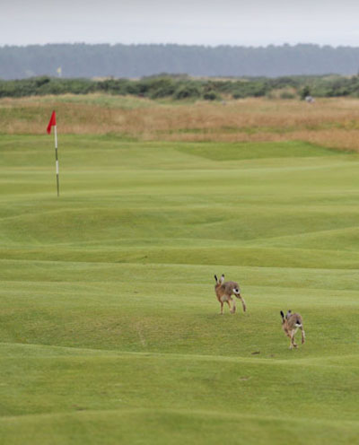 Hares are a regular feature on golf courses.