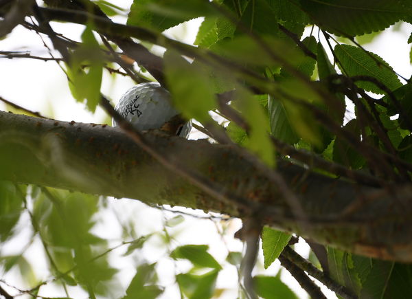 Mackenzie Hughes' golf ball STAYS IN A TREE at the US Open!