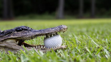 Open Golf 09: Learn some cruel lessons