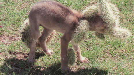 Golf course workers rescue coyote pup