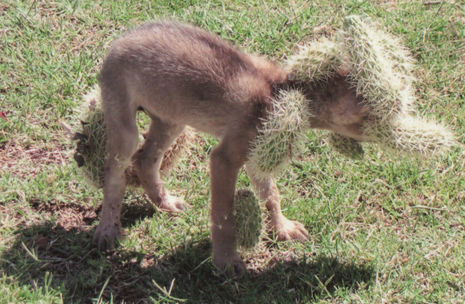 Golf course workers rescue coyote pup