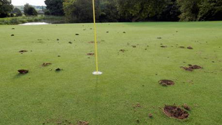 Vandals dig holes in golf club green