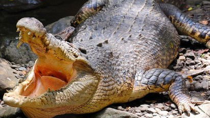 British golfer savaged by 12-foot Crocodile