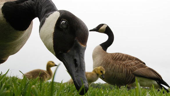 goose takes down golfer and it's actually pretty funny
