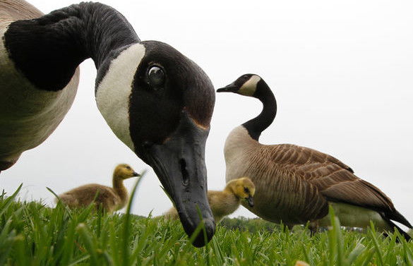 goose takes down golfer and it's actually pretty funny