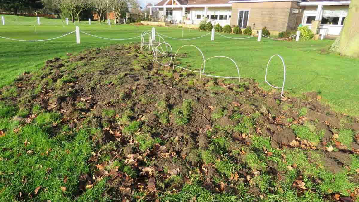 Here's why your fairways on the golf course are being torn up...