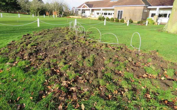 Here's why your fairways on the golf course are being torn up...