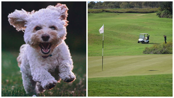 Golfers in BUST-UP with dog walker after altercation at UK golf club