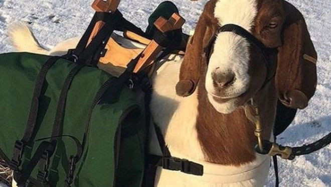 Oregon golf course enlists goat caddies