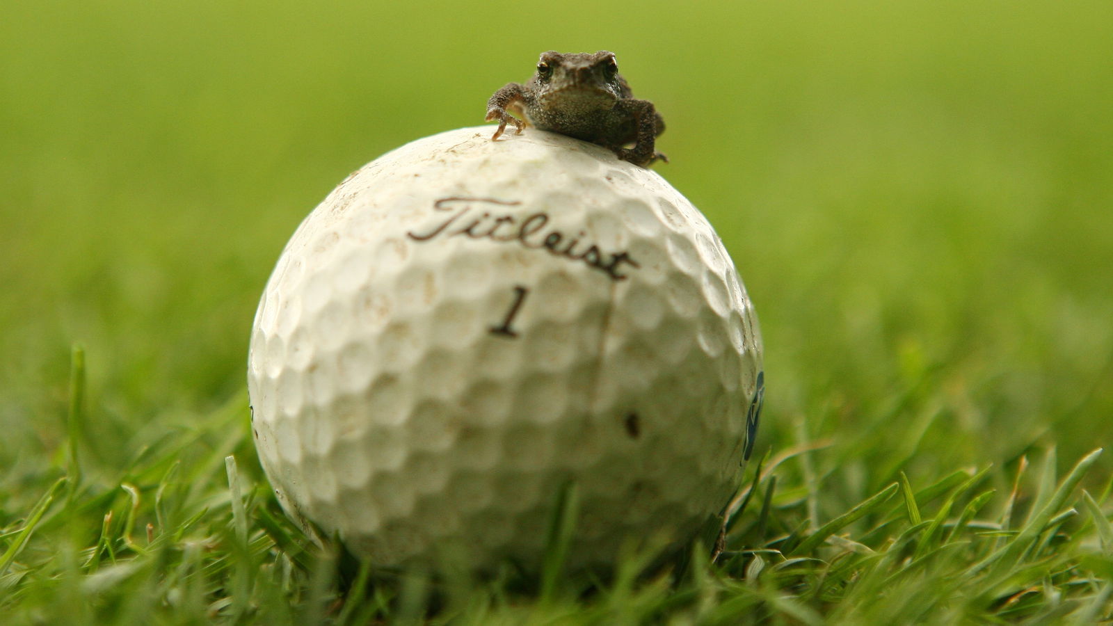 Golf's governing bodies partner with GEO foundation to improve sport's environmental footprint