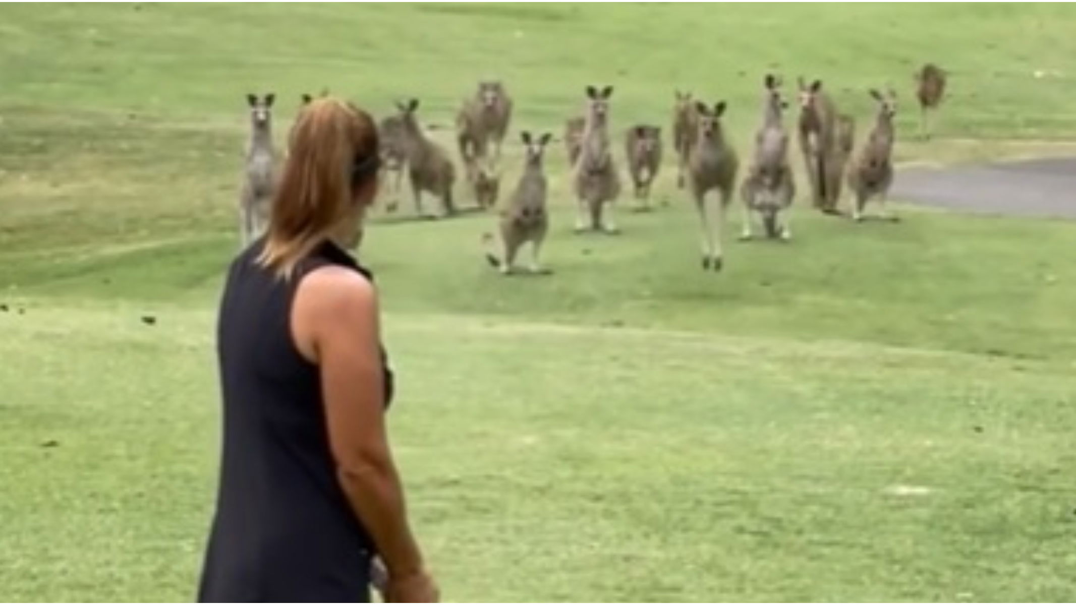 "Only in Australia": Fans react on Instagram as woman MOBBED by kangaroos on tee