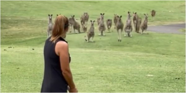 "Only in Australia": Fans react on Instagram as woman MOBBED by kangaroos on tee