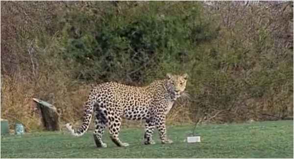 WATCH: Big cat plays on tee box in South Africa, would you peg it up?