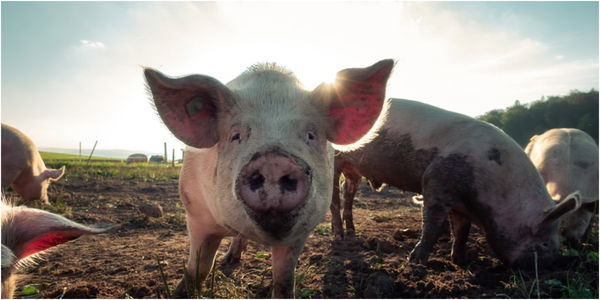 Two wild pigs ATTACK golfers at UK golf club and force closure for six hours