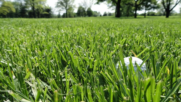 Golf Rules Question: What happens in this LOST BALL situation?