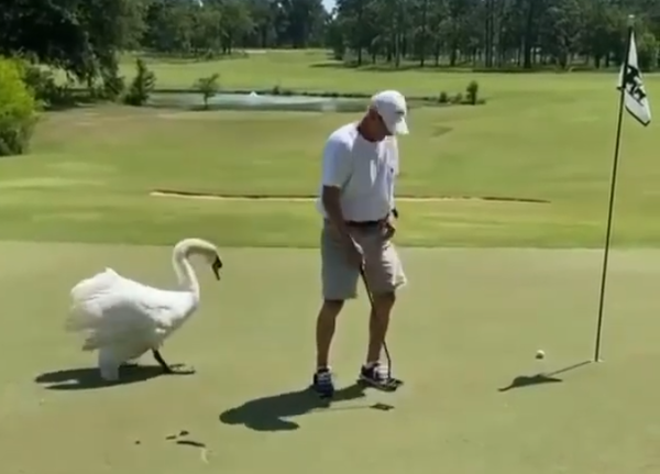 Golfer gets attacked by a SWAN while he's on the putting green!