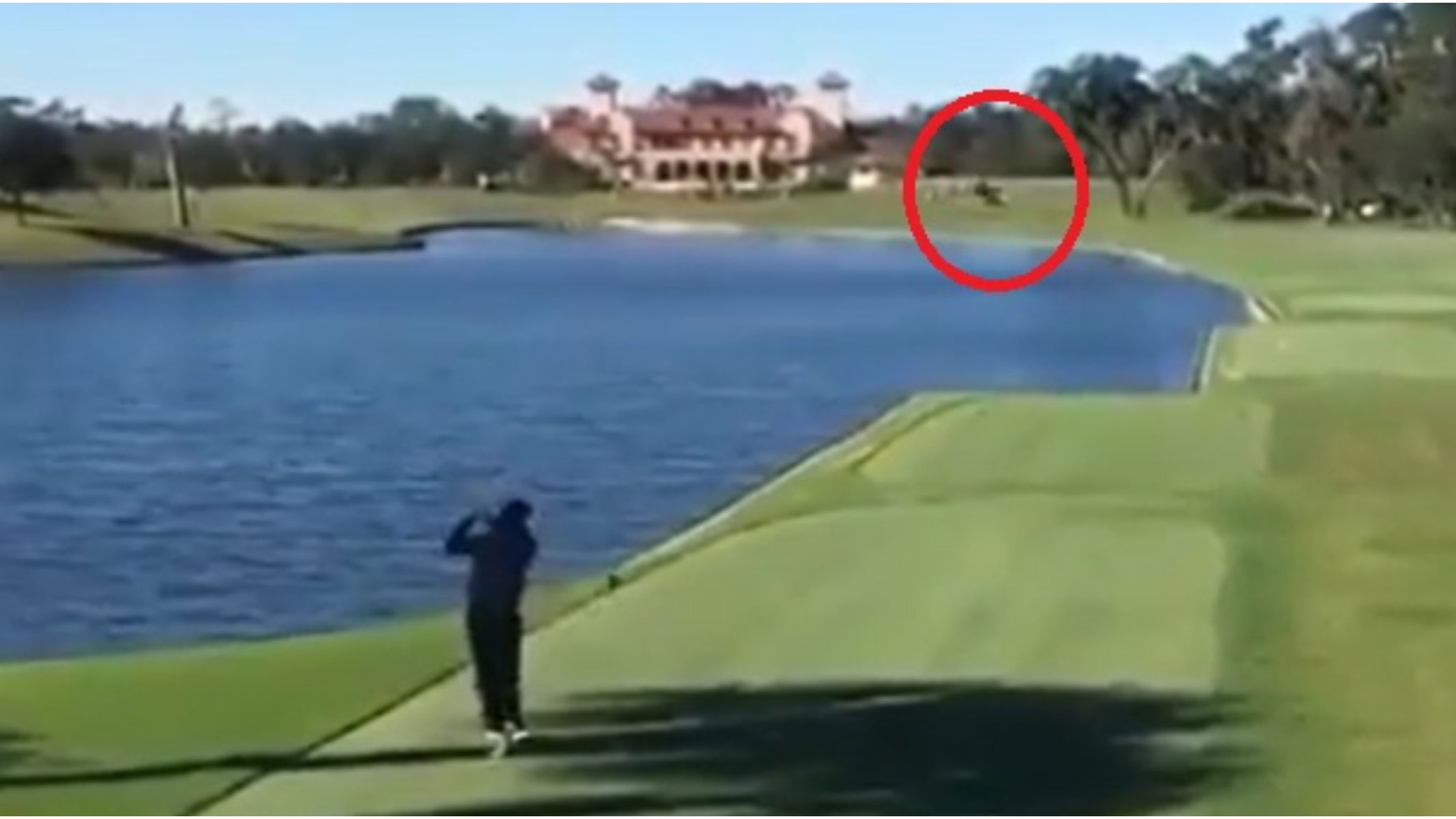 Golf rules: This player hit a BIRD with his tee shot, but what happens next?!