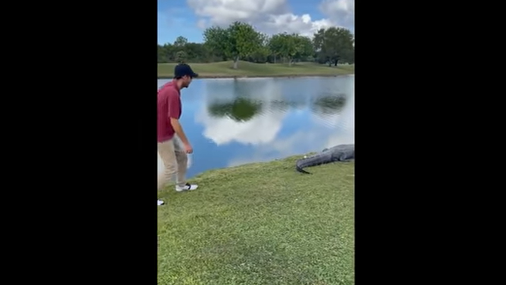 Golfer retrieves his golf ball after it was lying on a huge alligator!