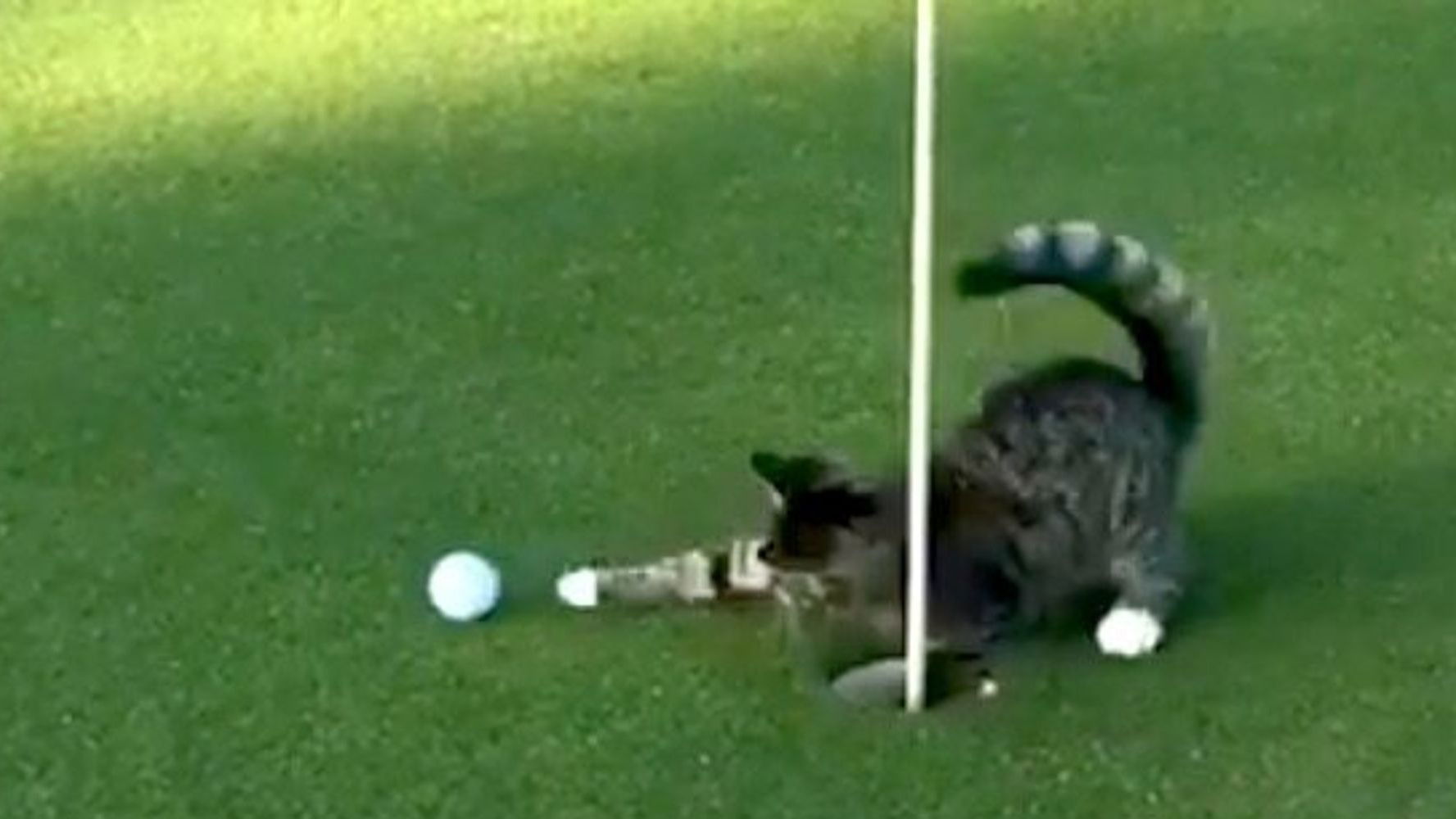 WATCH: The golf cat that won't even let Tiger Woods hole a putt...