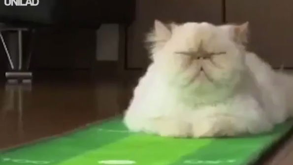 WATCH: Cat gives zero f**** as owner putts golf balls at him