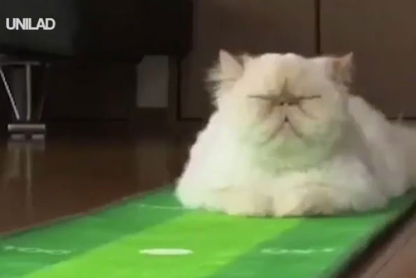 WATCH: Cat gives zero f**** as owner putts golf balls at him