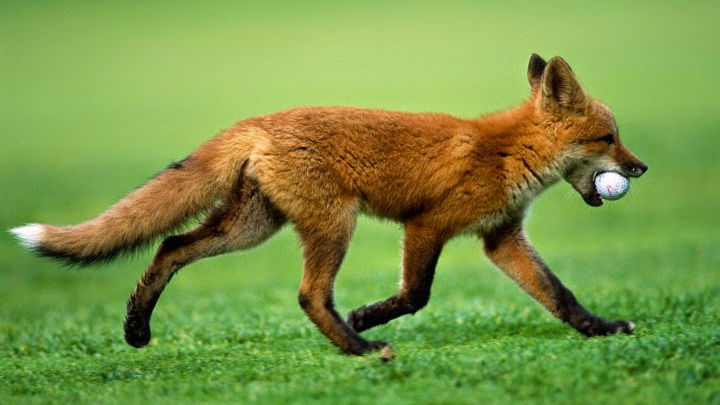 Fox steals golf ball on green
