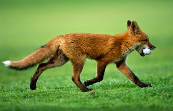 Fox steals golf ball on green