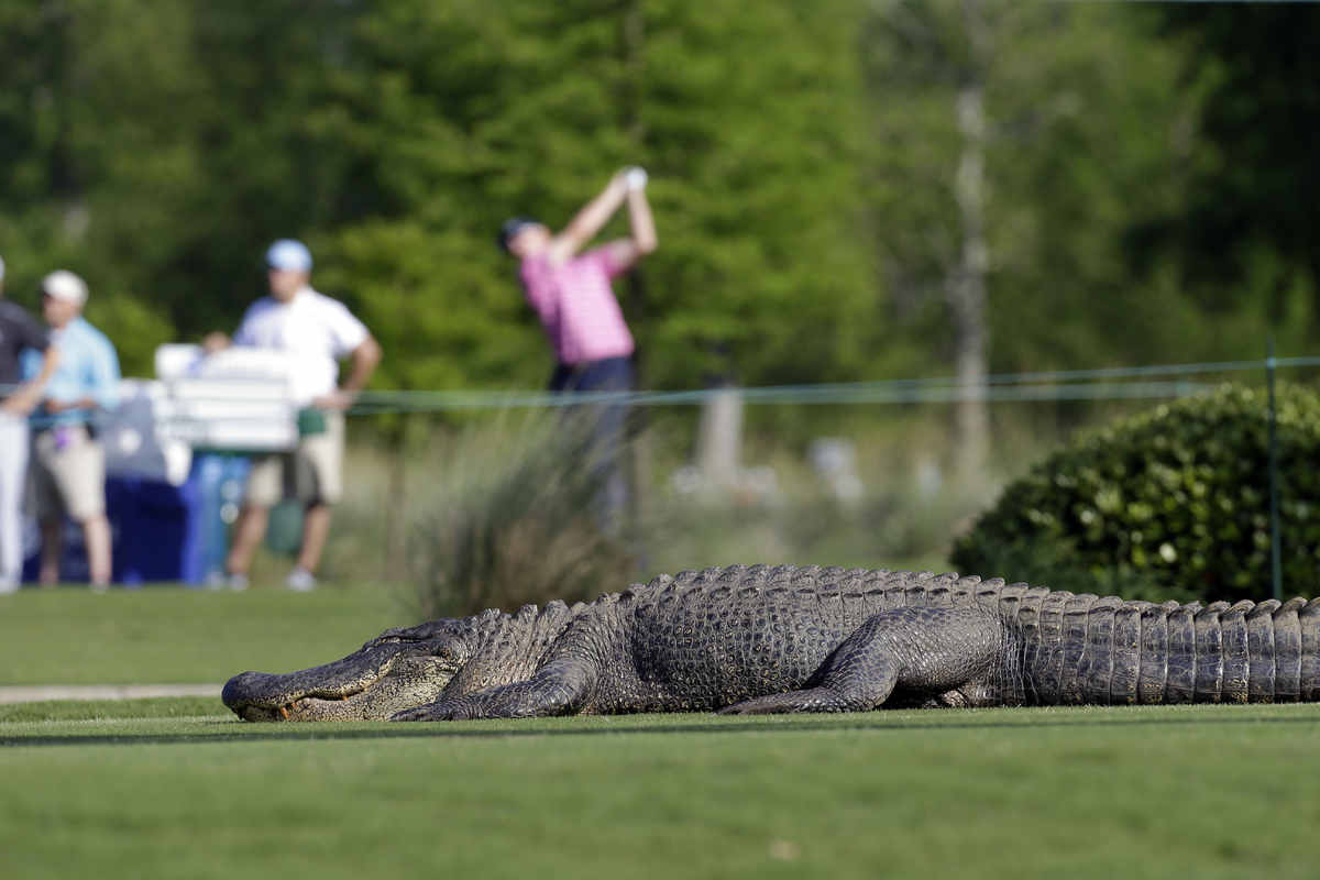 cleveland putter saves golfer in alligator attack