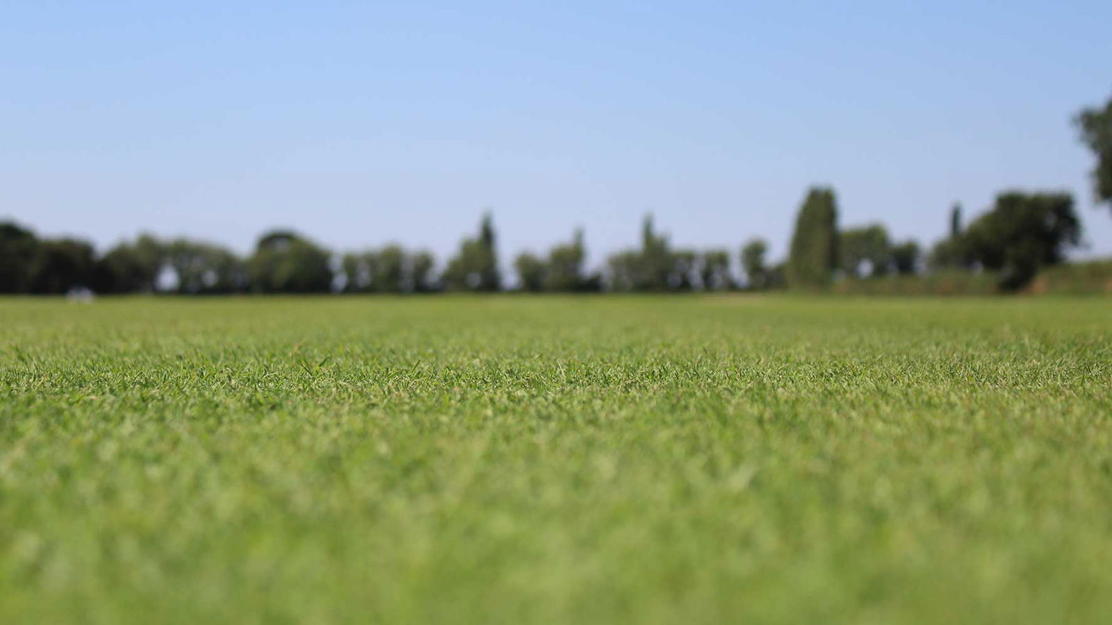 How to get a golf course lawn: a step-by-step guide