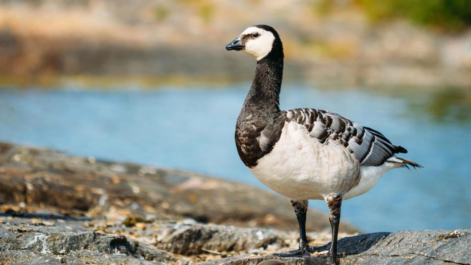 Outrage as sick thug posts video of him beheading a goose with golf club