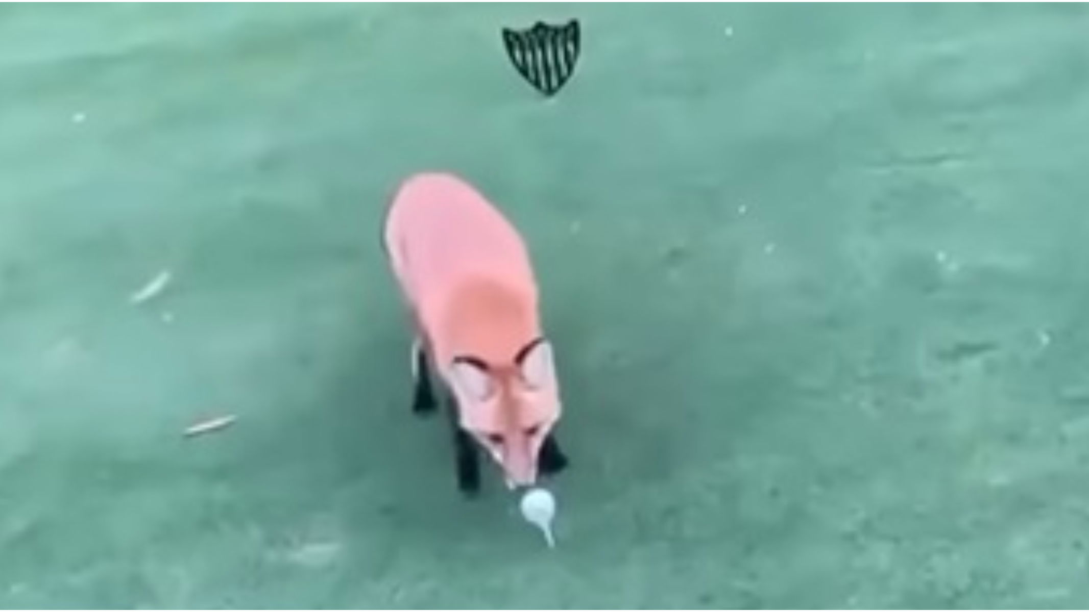 WATCH: Cheeky fox STEALS golf ball on tee box then does a runner into the woods