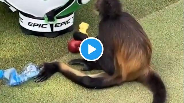 Monkey chills by Danny Willett's golf bag ahead of PGA Tour event