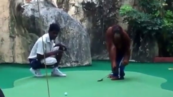 This orangutan is a better putter than most!