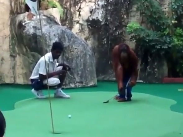 This orangutan is a better putter than most!