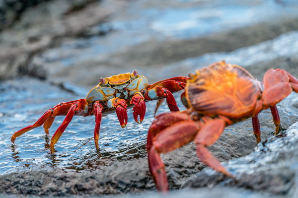 GIANT CRAB clashes with golfers and then SNAPS CLUB IN HALF!