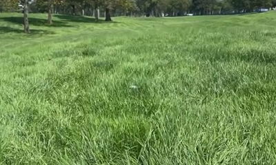 You won't believe how deep the rough is at the US Open this week...