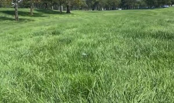 You won't believe how deep the rough is at the US Open this week...