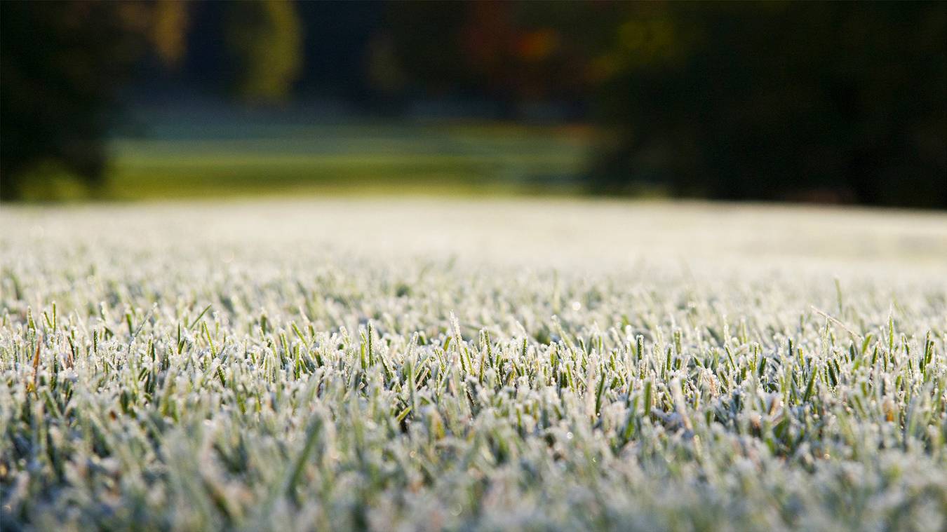 Why do some golf clubs use temporary greens, while others don't?