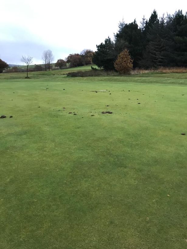 Yobs tear apart SEVEN greens with golf clubs in shocking vandal attack