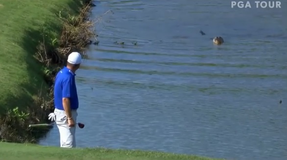 WATCH: Ryan Palmer and gator locked in stare off at Zurich Classic!