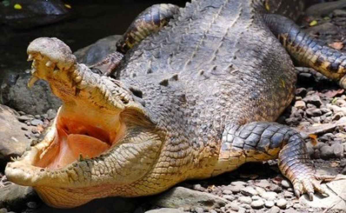 British golfer savaged by 12-foot Crocodile