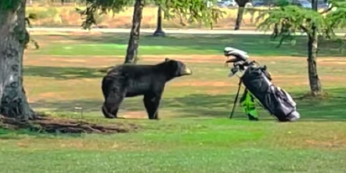 Bear runs at golfer then climbs tree at golf course in British Columbia