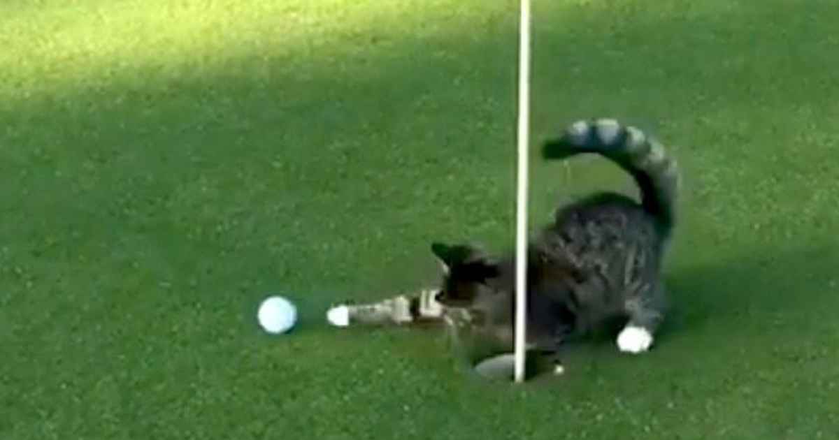 WATCH: The golf cat that won&#039;t even let Tiger Woods hole a putt...